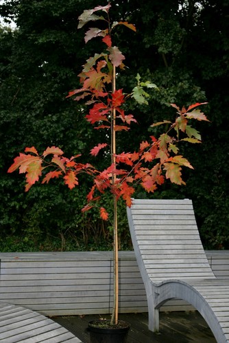 Amerikanische roteiche quercus - roteiche,