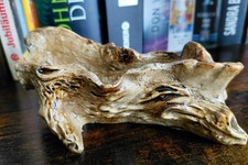 Eine kleine Baumwurzel aus