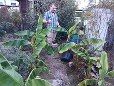 winterharte Bananen-Palme