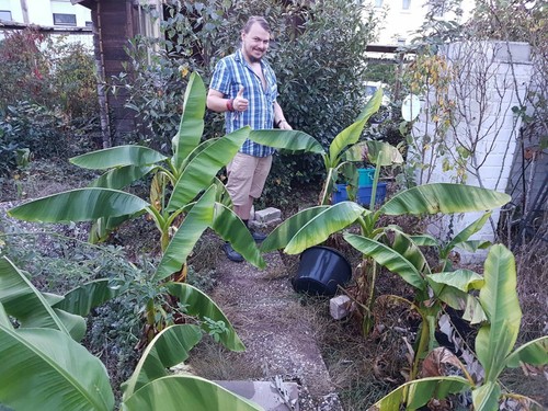 Winterharte bananen palme - winterharte, bananen-palme