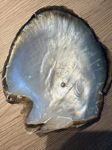 Große seeperlmuschel - große,