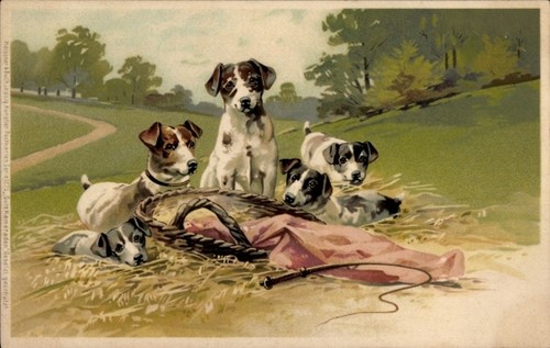 Litho junge hunde - junge, welpen