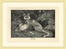 Gute Beute Fuchs Reineke Hahn