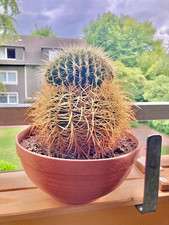 Kaktus, Schwiegermutter Sitz Echinocactus grusonii 25cm hoch