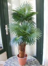 Künstliche Fan- Palme de Luxe