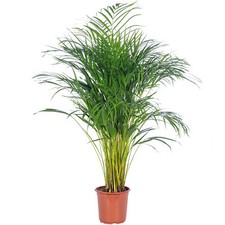 Goldfruchtpalme - Areca Dypsis