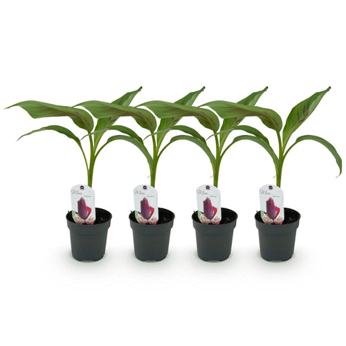 Bananenpflanze musa - bananenpflanze,