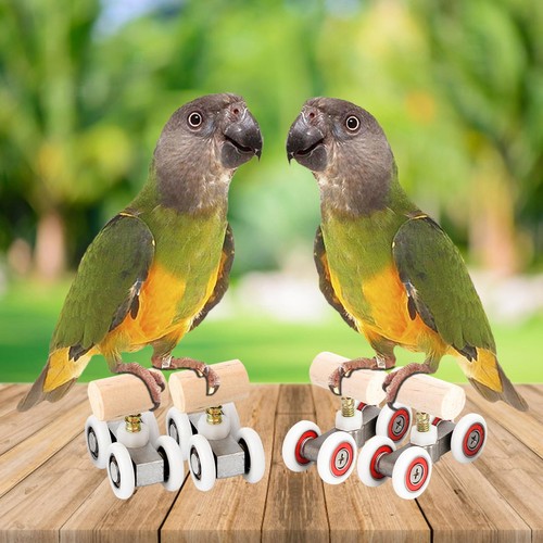 Mini papagei trick - trick, roller