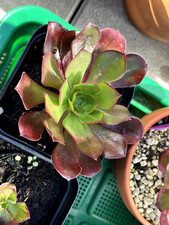 558 Aeonium Phantom €9