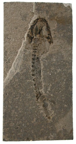 Perm sclerocephalus larve - perm,