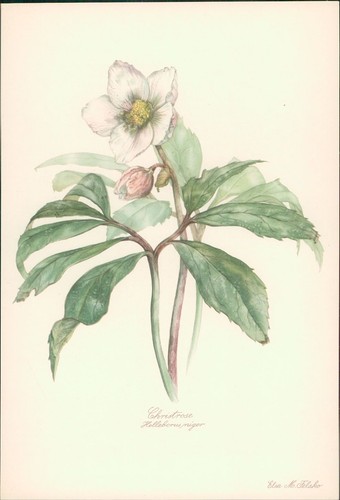 Christrose helleborus niger - helleborus,