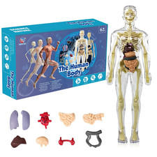 3D Human Body Torso Model for