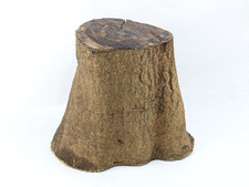 Goldregen Stammstück