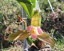 Seltene lycaste niessenia - lycaste,