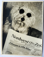 Vintage Fotografie Willy Hinck Dangast Hund Als Zeitungsleser Fotografenstempel