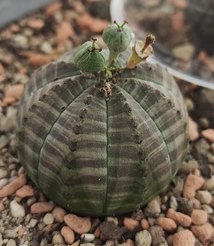 Euphorbia obesa samen - euphorbia, 5