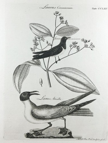 Original kupferstich 1797 - original-kupferstich, um