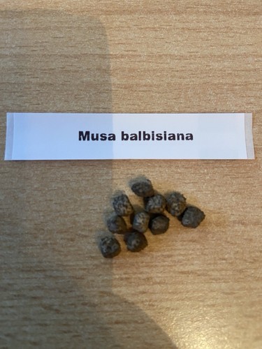 Musa balbisiana - musa,