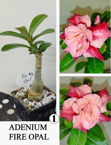 Adenium fire opal - fire,