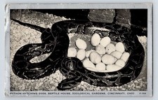 U.S.A. Python Bruteier