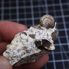 46gr Snail Cepaea Rüssingen