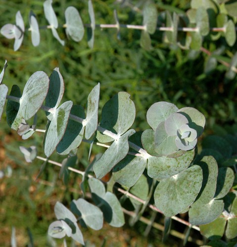 Eukalyptus baby blue - eukalyptus,