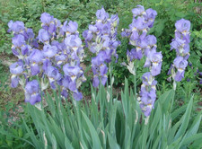 Schwertlilie, Iris