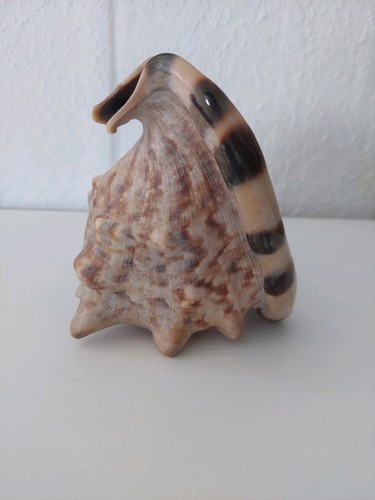 Große meermuschel - große,