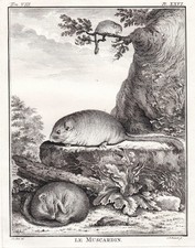 Haselmaus hazel dormouse