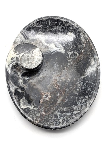 Sm0078 orthoceras seifenschale - sm0078,
