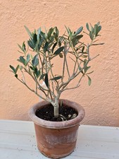 Olivenbaum - Olea Europea -