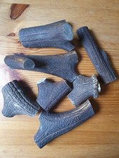 Abwurfstangen Hirschgeweih Hirschhorn Geweih Rothirschgeweih Jagd Jäger Jagen