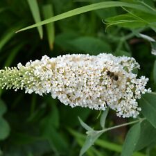 Sommerflieder White Profusion Schmetterlingsflieder Buddleja davidii weiße Blüte