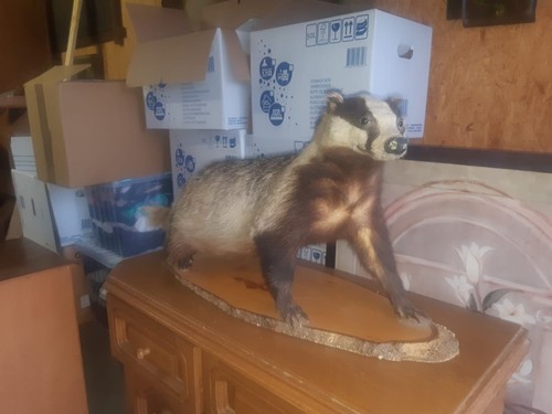 Tierpräparat dachs - tierpräparat,