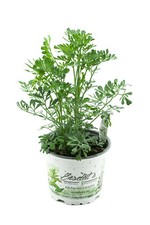 Wein raute weinraute frische - weinraute,