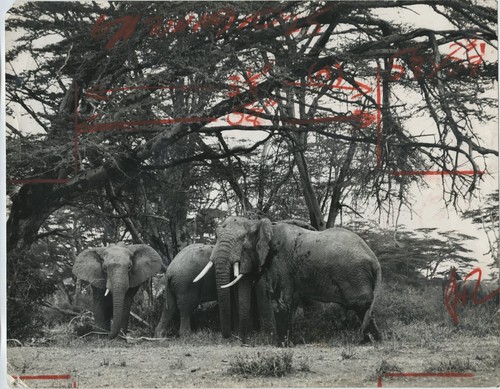 Elefanten amboseli game - amboseli,