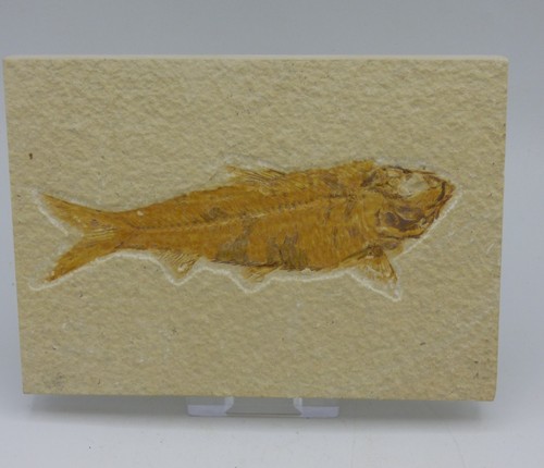 Fossil knightia fisch eozän - knightia,