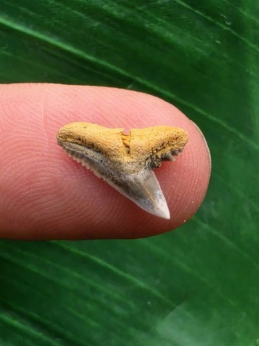 Zahn des physogaleus - cm,