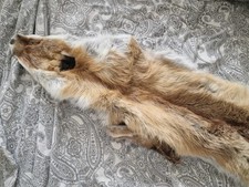 Echt Fuchs Fell Präparat