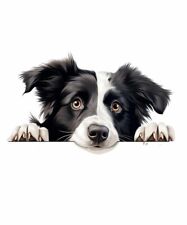 Designer Aufkleber / Sticker Fotosticker - Hund  Border Collie Porträt 06