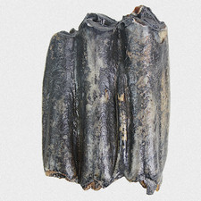 Fossil Steppenbison Backenzahn