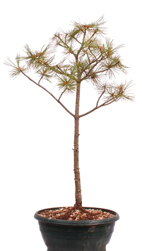 Bonsai pinus parviflora - parviflora,