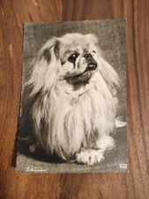 alte sw Hundepostkarte POPP VERLAG ? PEKING PALAST HUND PEKINGESE PEKINESE ?