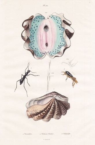 Tridacna riesenmuschel - tridacna,