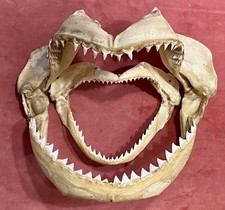 2 Haifisch Gebisse - 26 cm und