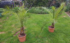 Phönix Canariensis,Kanarische