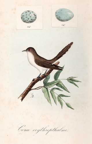 Coua erythrophthalme kuckucke - coua,