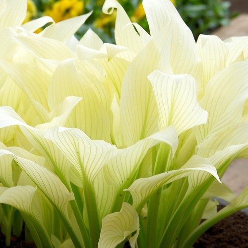 Funkie white feather topf - feather,