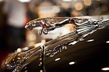 Leinwand Bild Jaguar