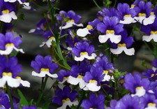 200 Samen Elfenspiegel blau-weiß Beerenschnute Nemesia strumosa suttonii
